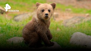 Медвежонок чуть не откусил девушке подбородок на фотосессии в Грозном / РЕН Новости