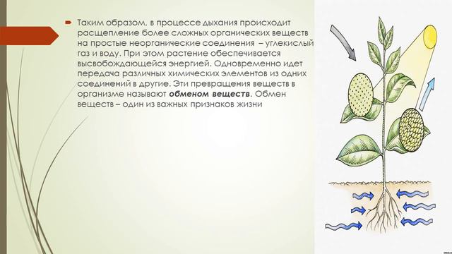 Занятие №6 Объединение «Ботаника и зоология». смотреть онлайн