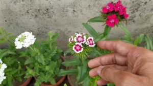 #Dianthus Flowers blooms in Loving Spring at Asim Garden  | Sweet William Flowers