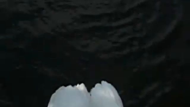 Лебеди Нидерланды, город Арнем смотреть онлайн