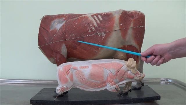 Мышцы плечевого пояса сельскохозяйственных животных