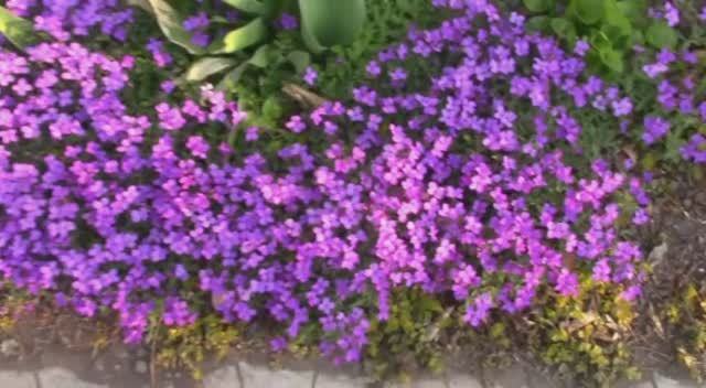 Апрельский обзор цветника.mp4 смотреть онлайн