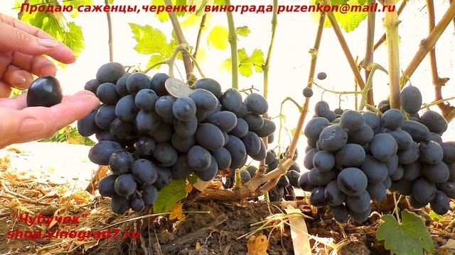 Виноград ШАРАДА UA - ранний срок созревания, крупные грозди и ягоды с приятным фруктовым вкусом смотреть онлайн