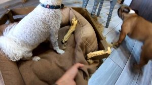 СОБАКИ УСТРОИЛИ РАЗГРОМ В КВАРТИРЕ!Французский бульдог ЖЕКЕРИ зачинщик бардака!