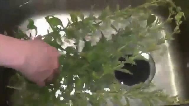 В ладу с природой 302 - дрессировка собак, выращивание растений смотреть онлайн