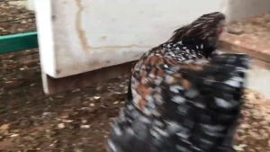 Виандот Толбунт