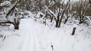 Зима 2024.Прогулка на лыжах.