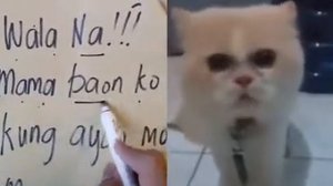 The cat sings like a Rihanna/кот поет как Рианна