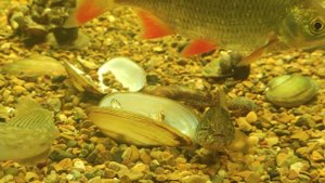 Ротан и Бычок-Кругляк «2"