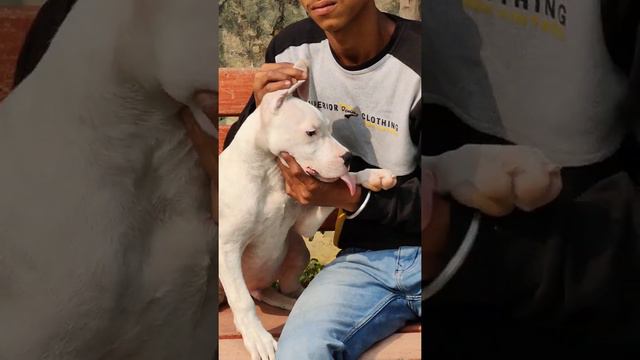 Dogo Argentino puppies available at Marshall kennel call 8766313514