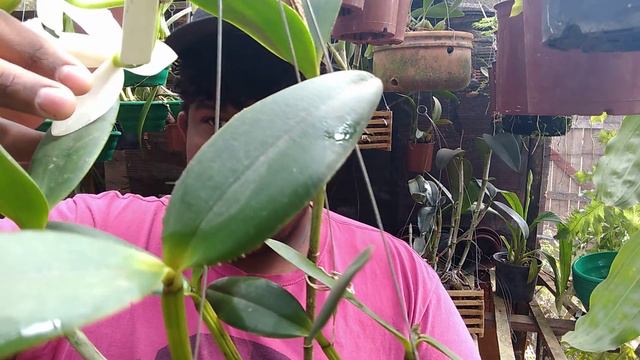 Cattleya intermédia alba смотреть онлайн