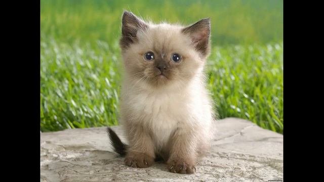 Что делать если вы нашли бездомного кота(котёнка)