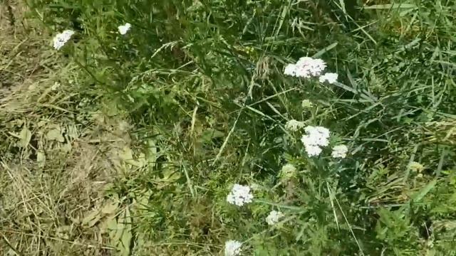 САМВЕЛ АДАМЯН ПРОГОВОРИЛСЯ. МИЛЛИОН ДОЛЛАРОВ СУЩЕСТВУЕТ смотреть онлайн