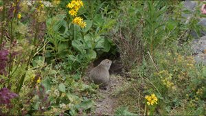 Суслики в урочище Джилы Су