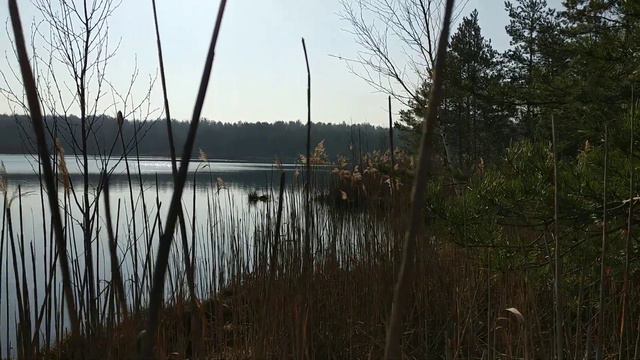 Заозерское озеро (близ д.Заозерье Октябрьского района Гомельской области)