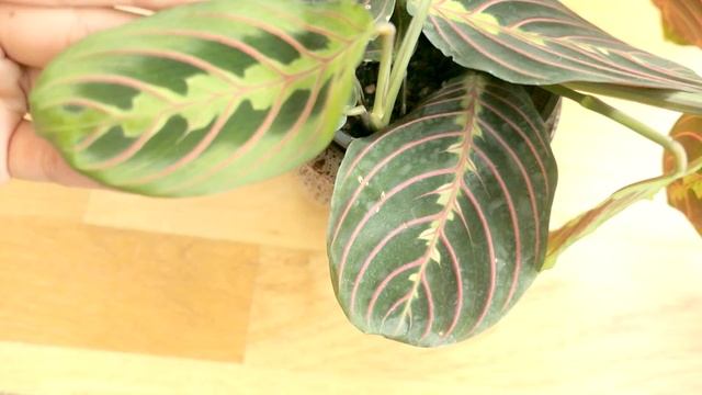 Prayer Plant or Maranta Leuconeura Growth Progress Propagation Update смотреть онлайн