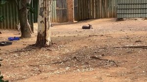 The National animals of Australia | National Zoological Gardens of South Africa | Kangaroo | Emu