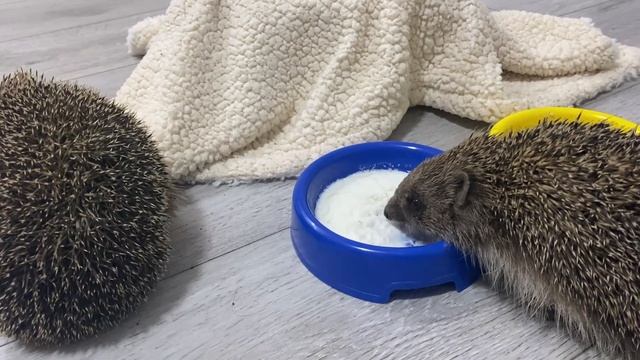 Три спящих ёжика и кошка. Ёжики слопали всю кошкину еду и заснули | Жизнь ёжиков смотреть онлайн