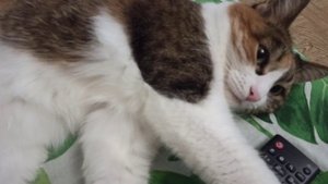 Субботний вечер кошки Сони