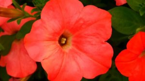 Petunia Flower With Vibrant Color - Free Stock Creative Commons Video