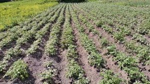 Окучивание картофеля (посадка методом Эдмонда)