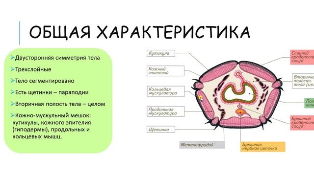 Тип Кольчатые черви ОГЭ  и ЕГЭ