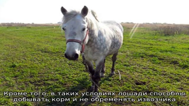 Особенности мезенской породы лошадей смотреть онлайн