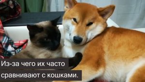 5 причин, почему сиба ину   лучшая собака в мире