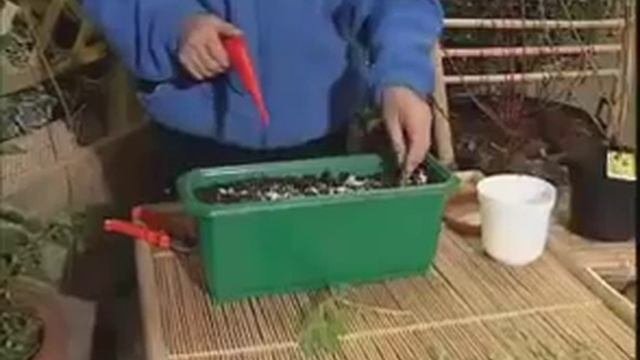 Вегетативное размножение растений  Черенкование