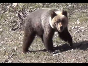 Медведи ПРИШЛИ к ШАЛАШУ РЫБАЛКА 22 КРАСНАЯ СКАЛА 19 Выживание  Сибирь Тайга Поход  Охота Лес Таймень