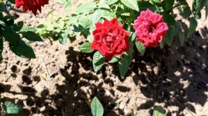 Розы Мария Магдалена,  Леонардо да Винчи