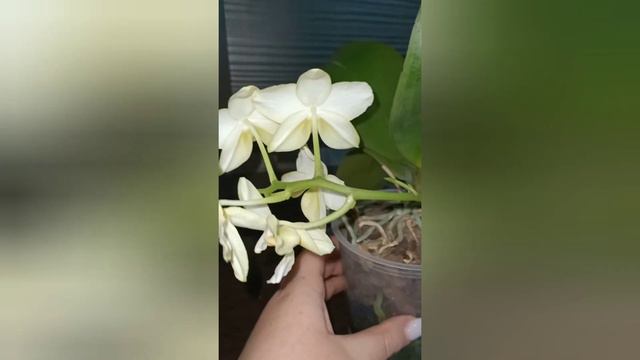 Обзор цветения фаленопсиса Phal. An Tai Jade.