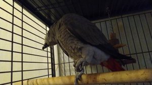 А что у нас любят попугаи!? А попугаи любят бананы!