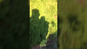вишня сорт зимнии гранат