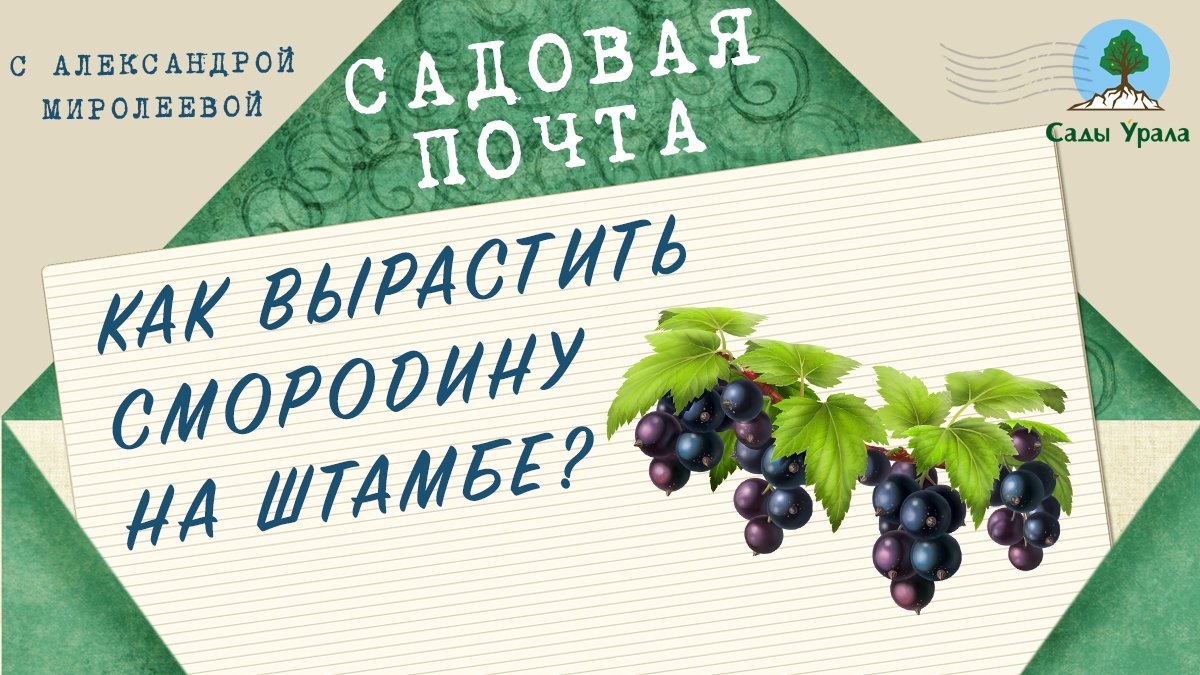 Садовая почта: Как вырастить смородину на штамбе. Выпуск 18