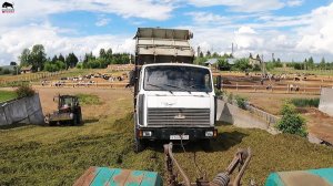 Затаскиваю грузовики на сенажную яму! Рабочие будни в колхозе!