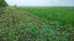 Работа дискатора Алмаз 4/4 по зарослям 2