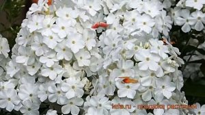 Флокс метельчатый Фуджияма (phlox paniculata) ? Фуджияма обзор: как сажать, рассада флокса Фуджияма