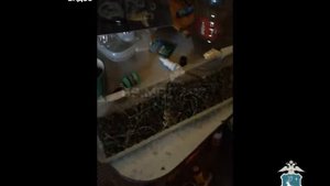 Ноябрянин выращивал дома коноплю