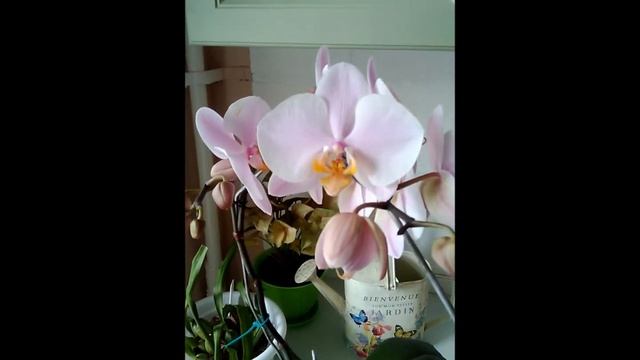 Орхидея Салинас смотреть онлайн