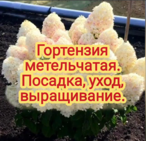 Гортензия метельчатая. Посадка. Уход. Выращивание.