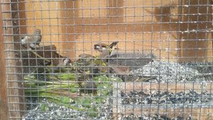 Кормление птиц. Семена одуванчика. Дикие певчие птицы.