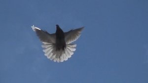 Николаевские голуби. Первые тренировки.