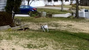 Luxating Patella Jack Russell Terrier