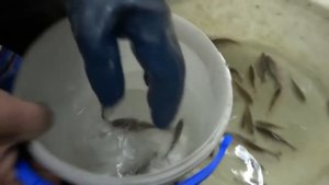 Ловля щуки на жерлицы.  Хранение живца.
