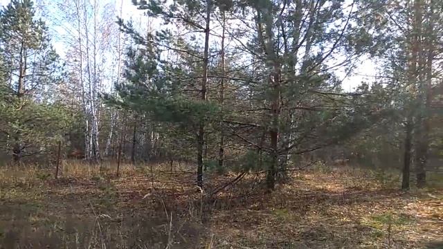 1 ноября. Дача. Черусти. смотреть онлайн