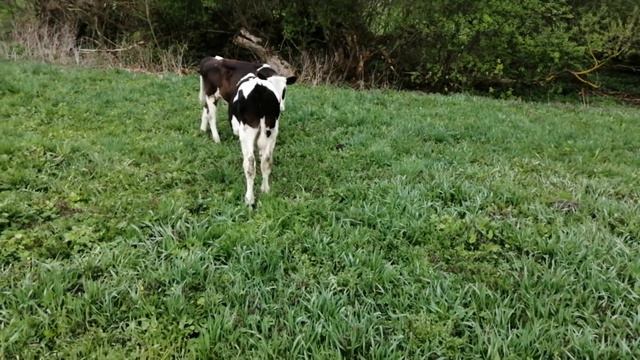 Бычки первый день на пастбище. смотреть онлайн