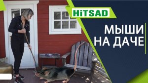 Как НАВСЕГДА избавиться от мышей ✔️ Народные методы борьбы с грызунами ✔️ Препараты от мышей и крыс