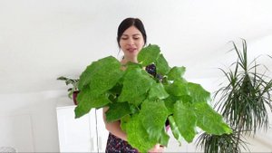 Калатея "Нетворк": от чего желтеют листья, пересадка и результат?
