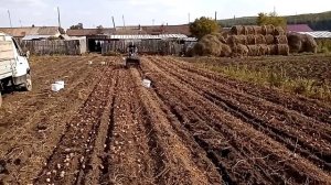 Копаем картошку самодельной транспортёрной картофелекопалкой)))